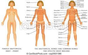 Two round fleshy parts that. Female Body Front Surface Anatomy Human Body Shapes Anterior View Parts Of Human Body General Anatomy The Anatomical Canstock