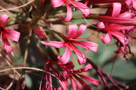 Image result for Ammocharis coranica