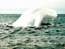 Ningen Humanoid Sea Creatures Of The Antarctic Pink Tentacle Strange Beasts Weird Creatures Cryptozoology