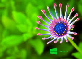 Hd Wallpapers Wallpapers Download High Resolution Wallpapers Hd Wallpapers Wallpapers Download High Resolution Wallpapers Consists Of Nature Wallpapers Best Flower Wallpaper Flower Images Wallpapers Macro Photography Nature