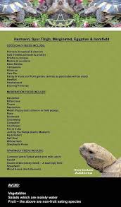 Med Tortoise Daily Moderation And Sparingly Feeds Russian Tortoise Diet Tortoise Habitat Tortoise Care