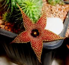 Image result for Huernia erectiloba