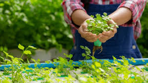 Lantas, apa saja si jenis tanaman yang bisa ditanamkan sebagai tanaman hidroponik? 15 Tanaman Hidroponik Yang Tepat Untuk Lahan Perkotaan Rumah Com