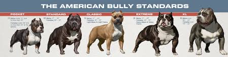 Primal Bullies Prestige American Bully Breeder