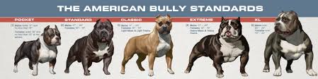 primal bullies prestige american bully breeder