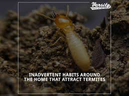 Maybe you would like to learn more about one of these? Inadvertent Habits Around The Home That Attract Termites