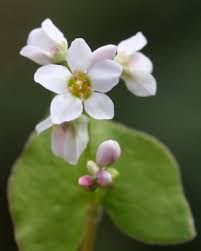 Image result for Fagopyrum esculentum