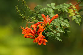 Image result for Tecomaria