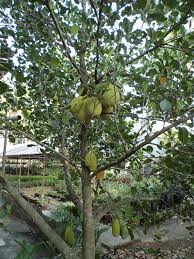 Mouthwatering Food Recipes 222 The Jackfruit Tree