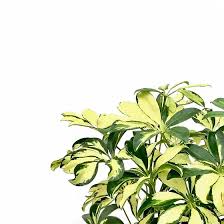 Image result for Triumfetta trichocarpa