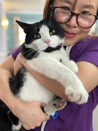 I've posted in here before about this cat I'm obsessed with that comes to  my workplace's garden, this is my colleague holding while I take this  gorgeous pic of him❤️