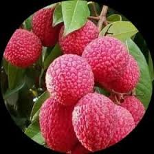 Image result for Mystroxylon aethiopicum