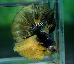 The Natural Diet Of Omni Insectivorous Aquarium Fish Aquarium Fish Fish Beautiful Fish
