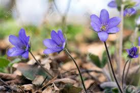 Early blooming spring flowers are a great way to cheat the calendar and have a garden to envy right from the very start. Hepatica Nobilis In Bloom Group Of Blue Violet Purple Small Stock Photo Picture And Royalty Free Image Image 114516318