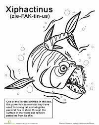 Get out the crayons and have fun colouring these cheerful sea creatures. Color The Exacting Xiphactinus Worksheet Education Com Fish Coloring Page Fish Drawings Coloring Pages