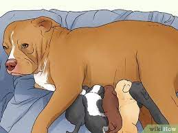 3 Ways To Know When A Dog Is Done Giving Birth Wikihow