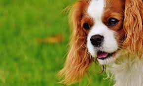 Female disney dog names from disney movies. 500 Disney Dog Names To Give Your Pup A Happy Life