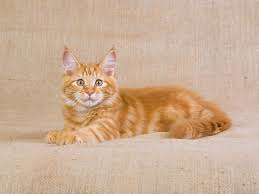 The Spectacular Red Tabby The Hi Lo