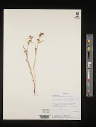 Image result for Fuirena leptostachya