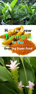 We did not find results for: Growing Turmeric In Pots How To Grow Turmeric Care Uses Benefits Balcony Garden Web