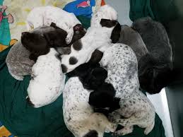 Ebay.com has been visited by 1m+ users in the past month German Wirehaired Pointer Puppies For Sale Aberdeen Sd 271755