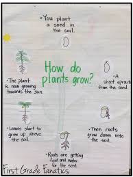 First Grade Fanatics Plant Life Cycles