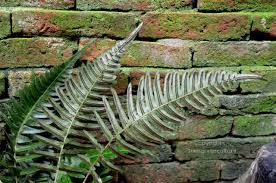 Image result for Blechnum punctulatum