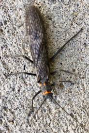 Image result for Nicolasia stenoptera