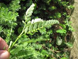 Image result for Phyllanthus mendesii