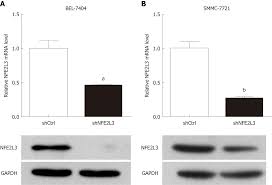 Short Hairpin Rna Mediated Knockdown Of Nuclear Factor