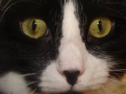You cat has heterochromia, a term that means two different colors (hetero means different; Cat Eyes The Kitten Opinion
