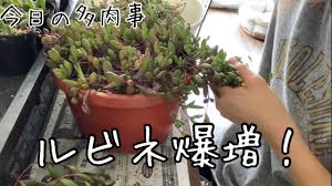 今日の多肉事 ルビーネックレスの増やし方 Youtube