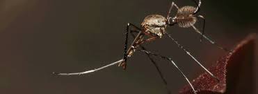 If you want to truly protect yourself and your family from bites, you need a plan that will control and eliminate the mosquito population and breeding grounds. Insect Borne Diseases Rentokil Pest Control