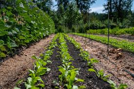 Seasonal vegetables according to the season. 20 Vegetables You Can Plant In Late Summer For A Fall Harvest