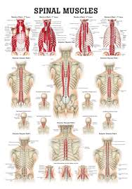 Muscles Of The Spine Laminated Anatomy Chart