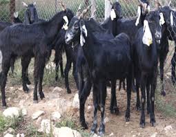 Black And White Goat Breeds Zalawadi Goat Breed Goats Breeds Farm Animals