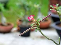 Harvesting Desert Rose Seed Pods Propagating Seeds From Desert Rose