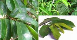 Berdasarkan dalamnya toreh, tepi daun dibedakan menjadi: 26 Jenis Daun Tanaman Yang Berkhasiat Untuk Obat