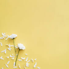 Download White Petals And Flowers For Free Flower Background Wallpaper Flower Backgrounds Floral Background