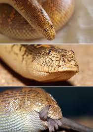 Are you looking for arabian sand boa for sale? Arabian Sand Boa Natureisfuckinglit