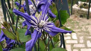 On older plants, remove any stems in spring that are 4 years old or older. How Deep To Plant Clematis For Best Growth Horticulture