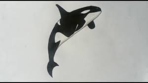 Draw a slanting, curved u shape. How To Draw A Killer Whale Orca Easy Drawing For Kids Youtube