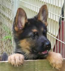 Have a mix of males and females. Pin On German Shepherd Funny