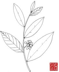 Image result for Lobelia petiolata