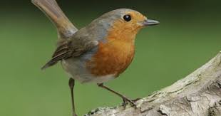 General Knowledge On United Kingdom Roodborstje Roodborstjes Dieren