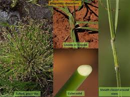 Image result for Cyperaceae