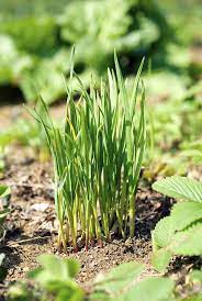We'll show you how to make the most of these tasty plants. How To Grow Divide And Harvest Garlic Chives