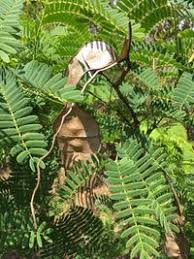 Image result for Entada chrysostachys