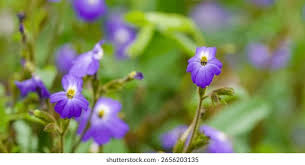 Image result for Browallia americana