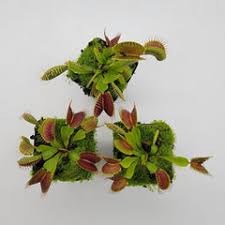 Image result for Utricularia sp.no.1